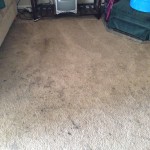 Miami-Dirty-Carpet