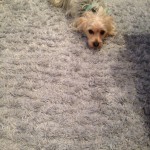 Miami-Dog-carpet-clean